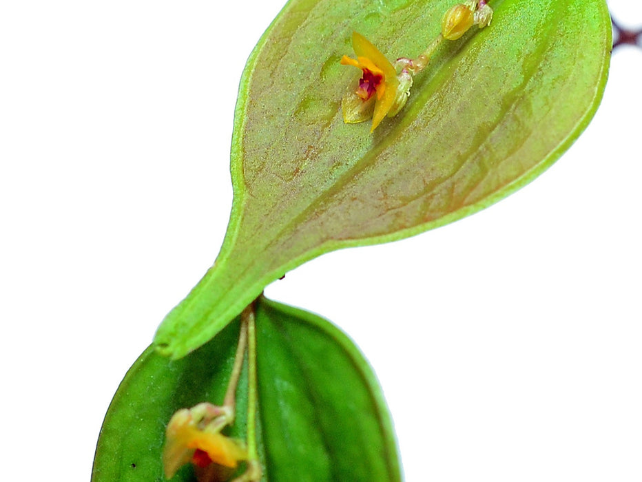 Lepanthes tortilis