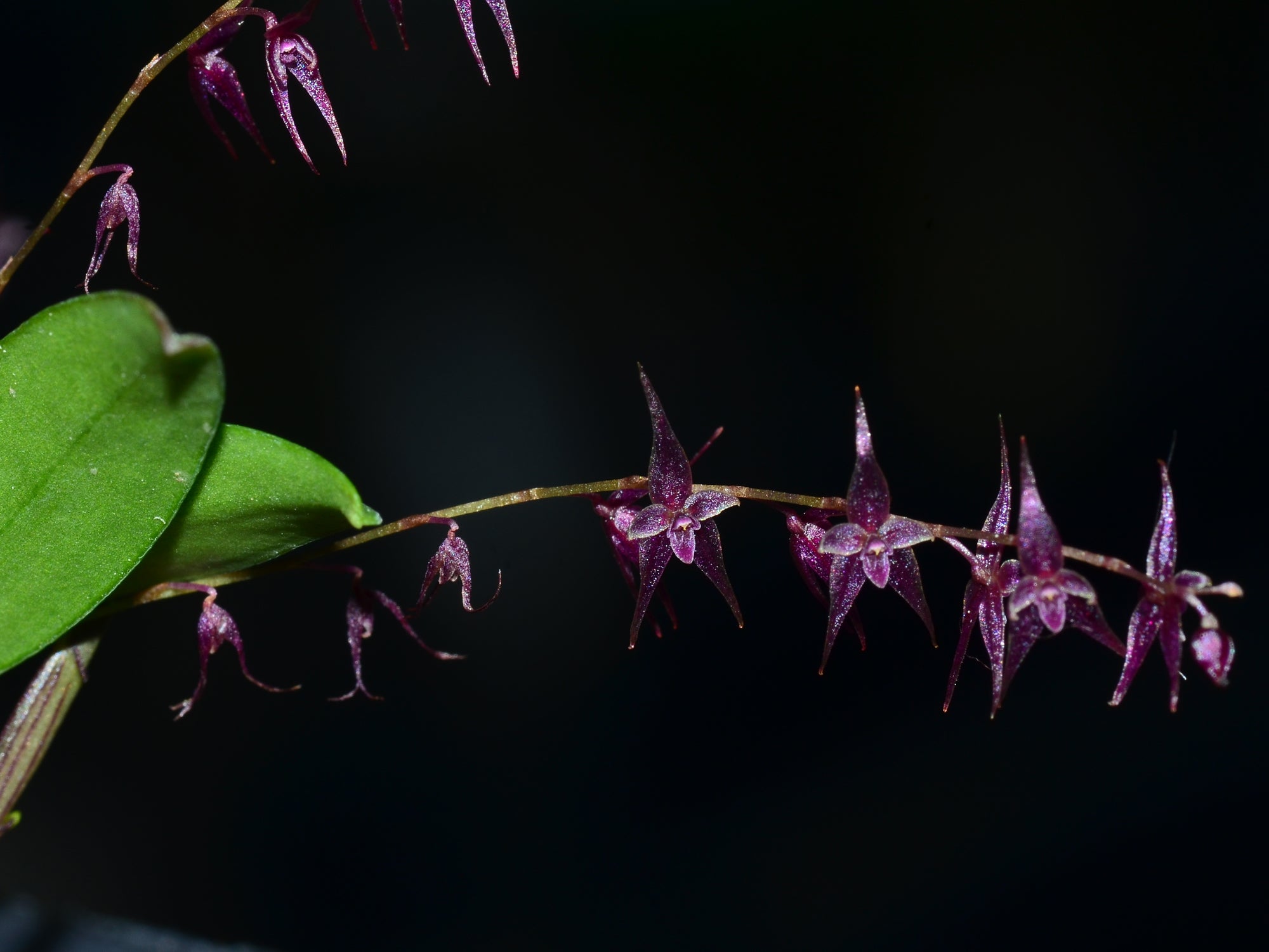 Lepanthopsis astrophora x Lepanthes biloba