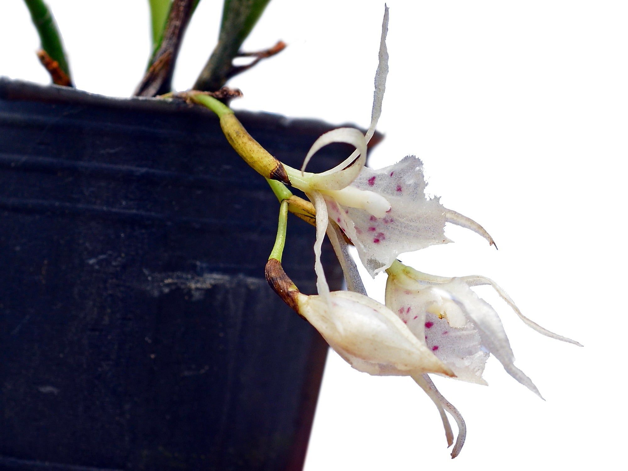 Trichopilia subulata