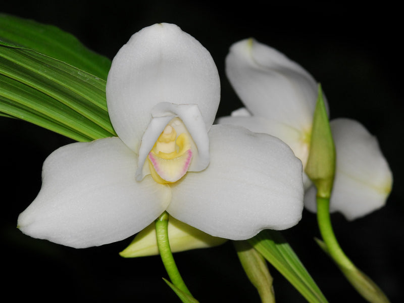 Lycaste Alma De mi Alma