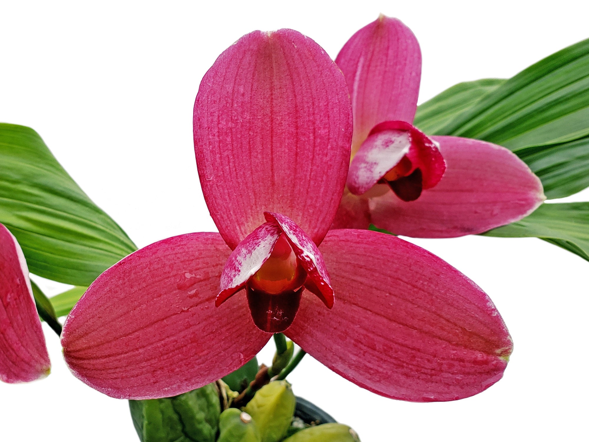 Lycaste Maria Liz
