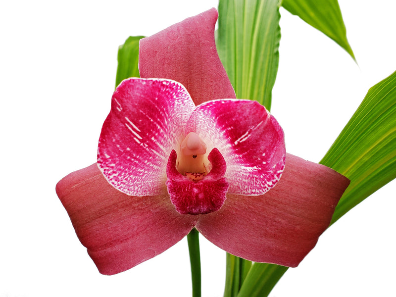 Lycaste Memoria Olga Anton