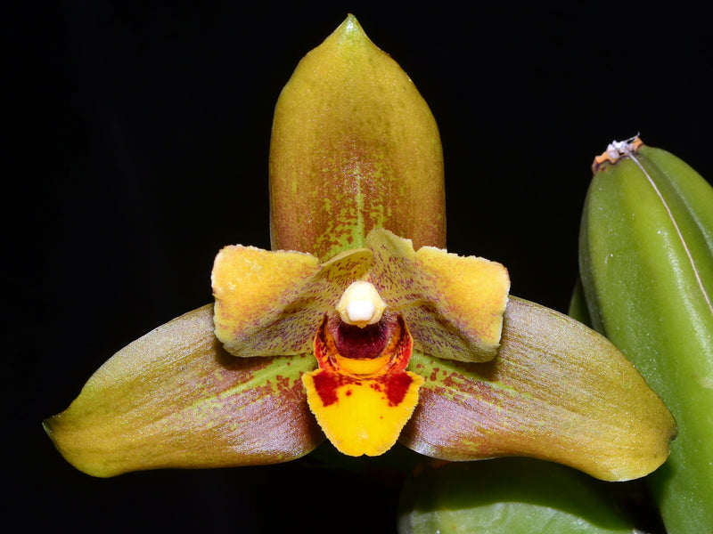 Lycaste Ecuagenera Gold