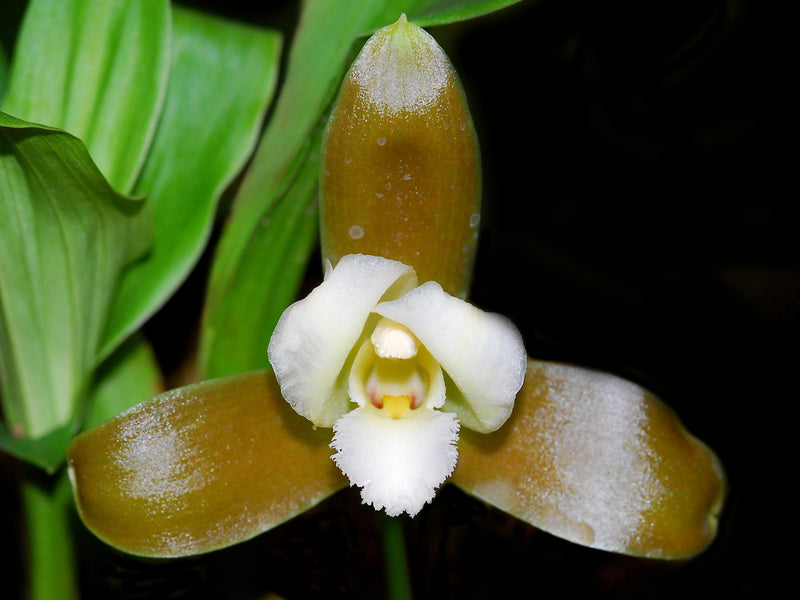 Lycaste dowiana