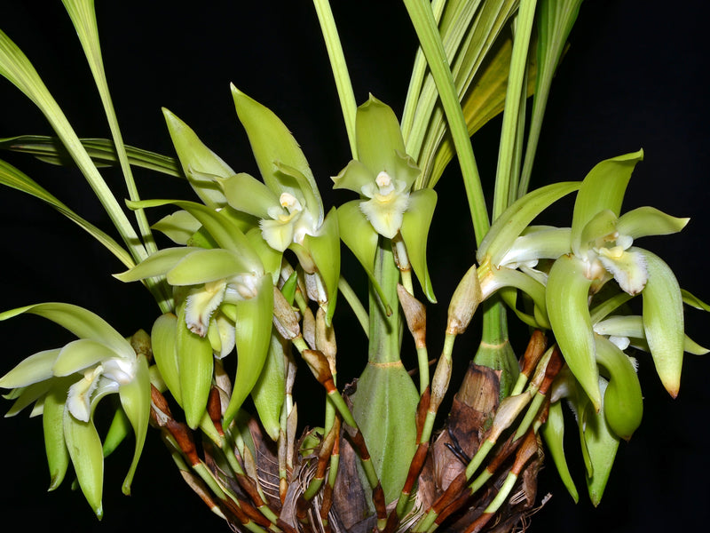 Sudamerlycaste fimbriata