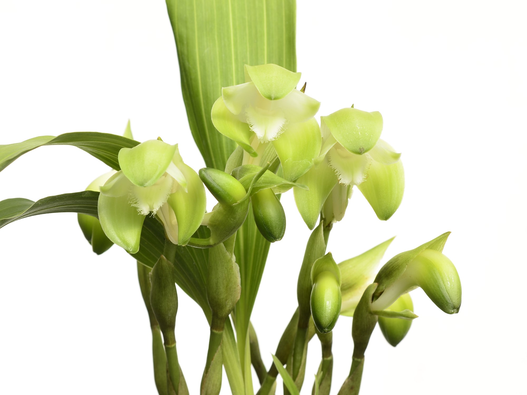 Sudamerlycaste lata