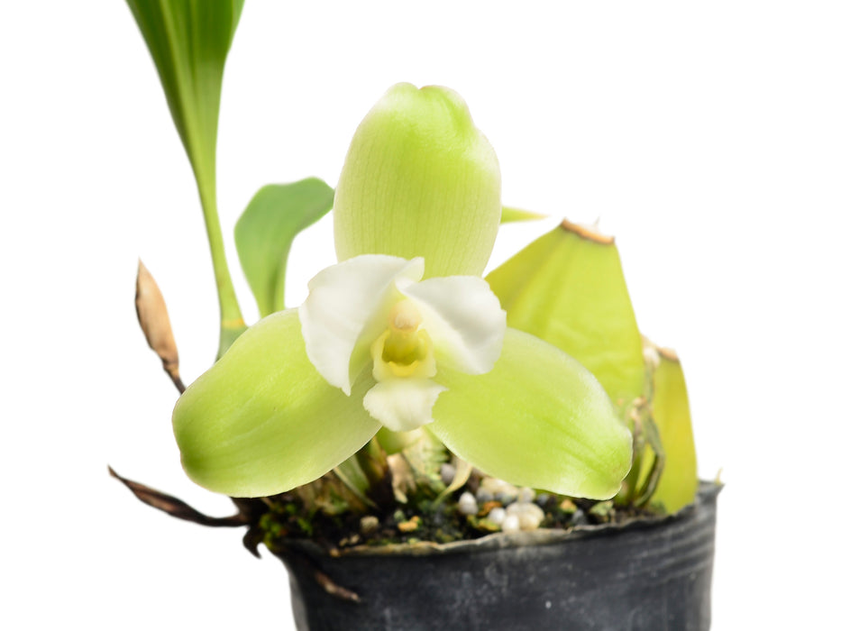 Lycaste luminosa