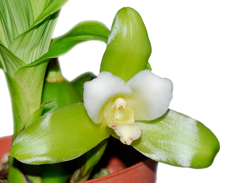 Lycaste macrophylla alba