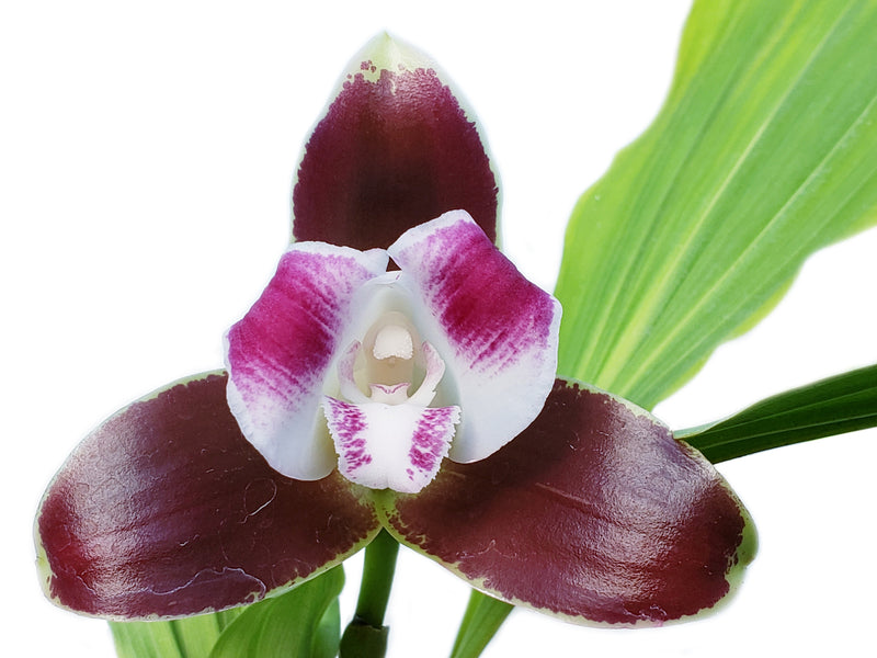 Lycaste macrophylla var. litensis