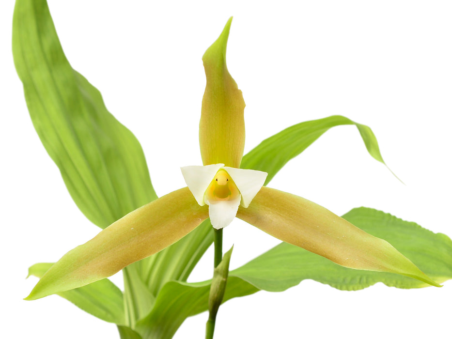 Lycaste schilleriana