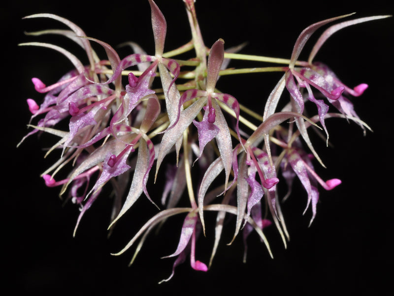 Macroclinium manabinum