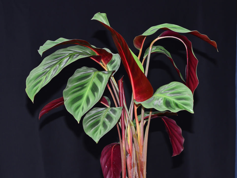 Maranta leuconeura Red