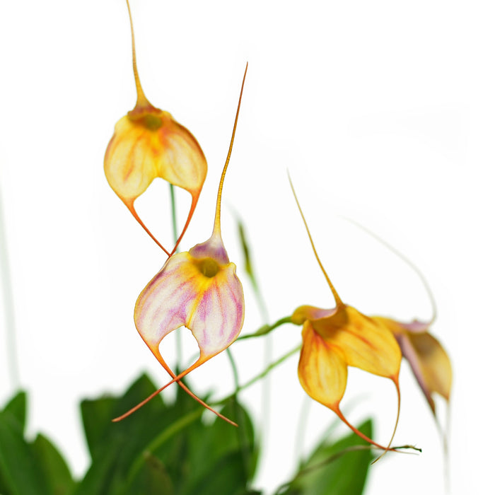 Masdevallia Alyssa Maria