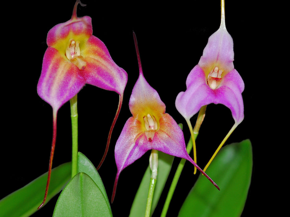 Masdevallia Tayos