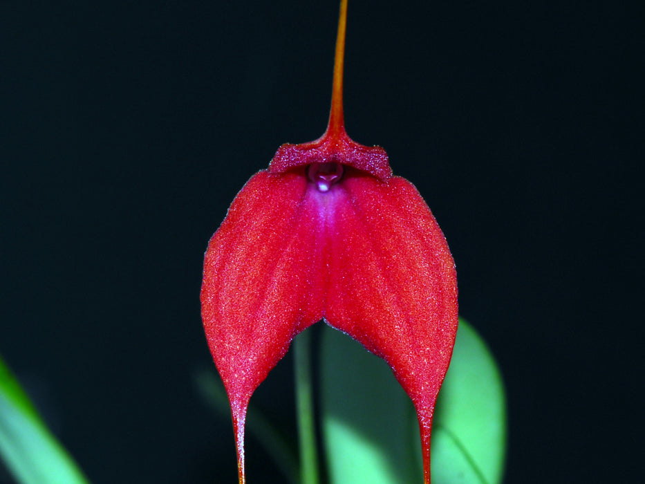 Masdevallia Machangara