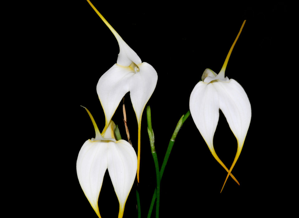 Masdevallia Denis Roessiger