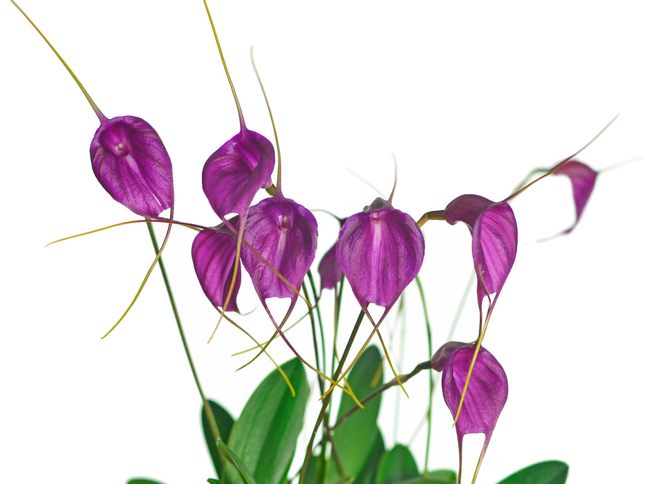 Masdevallia Fuchsia Dawn