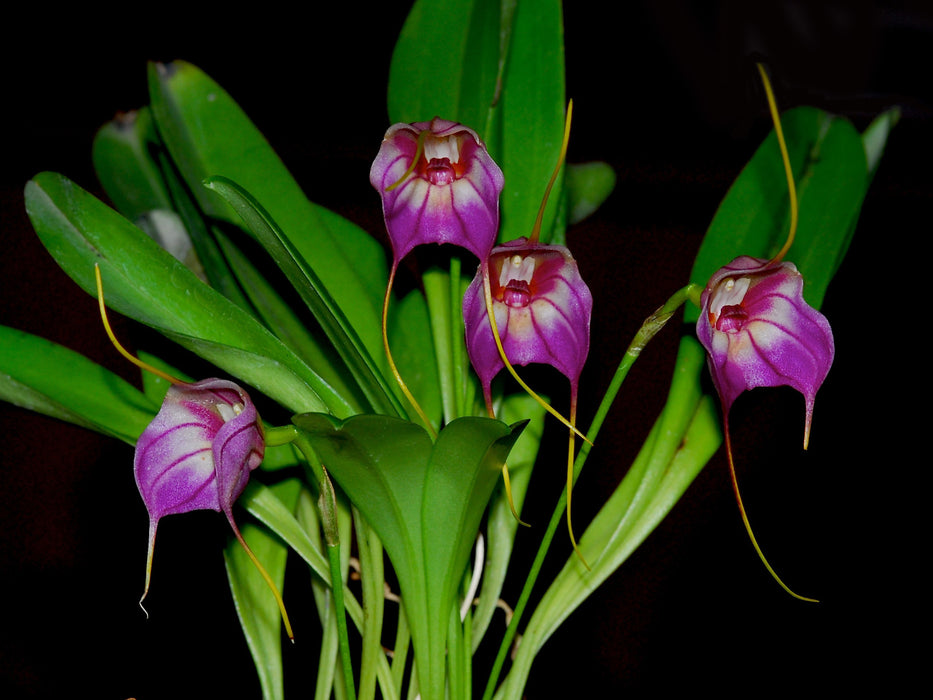 Masdevallia Harlequin 'Ecuagenera'