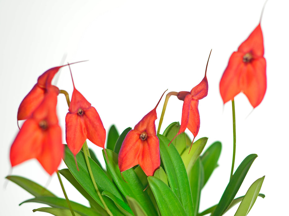 Masdevallia Hawaiian Sunset