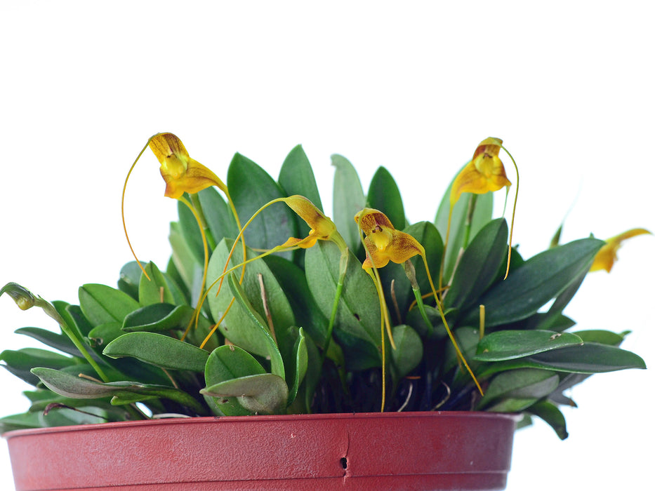 Masdevallia ivanii