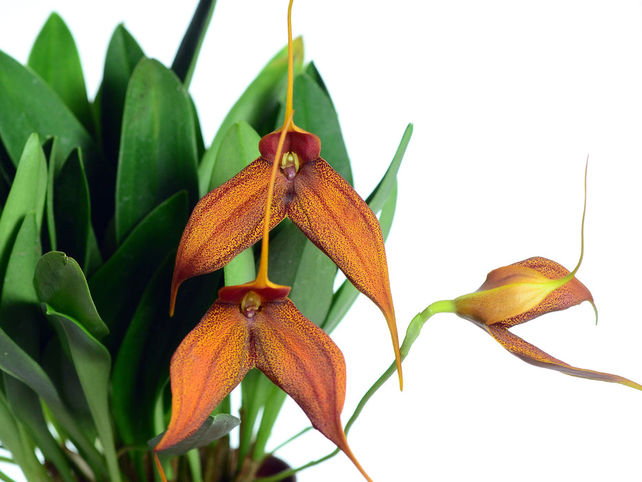 Masdevallia Kaleidoscope