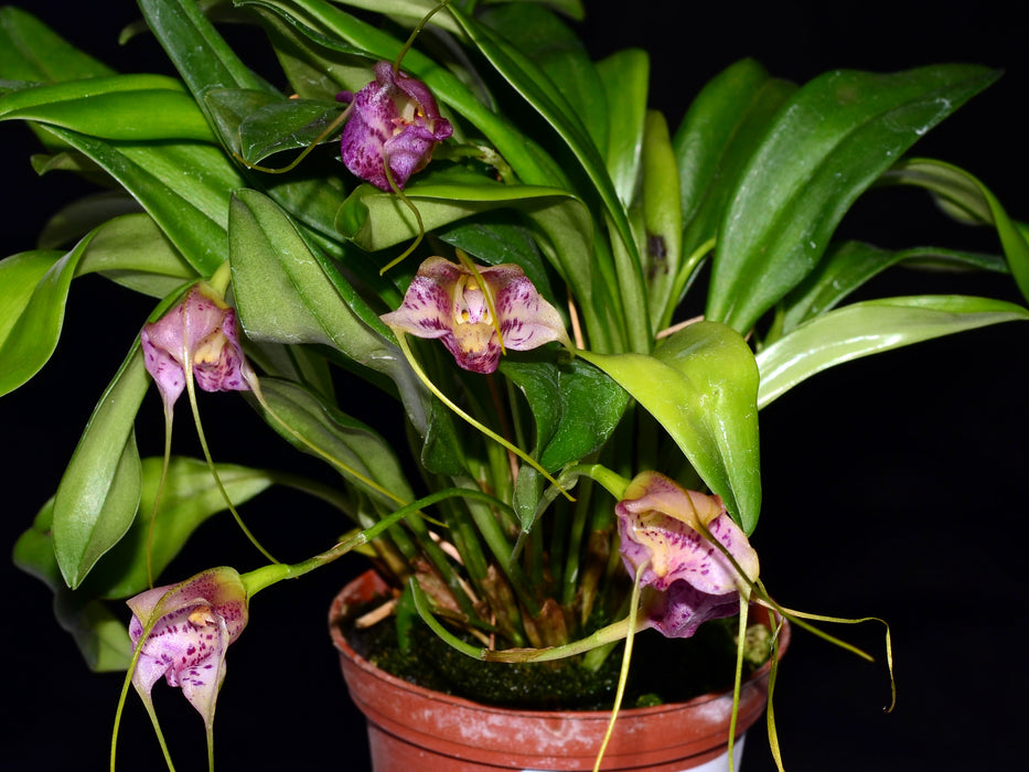 Masdevallia Myra 'Capricornia'