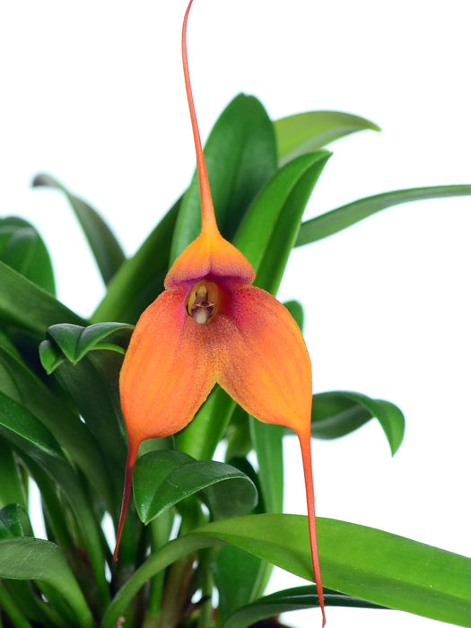 Masdevallia Peach Fuzz