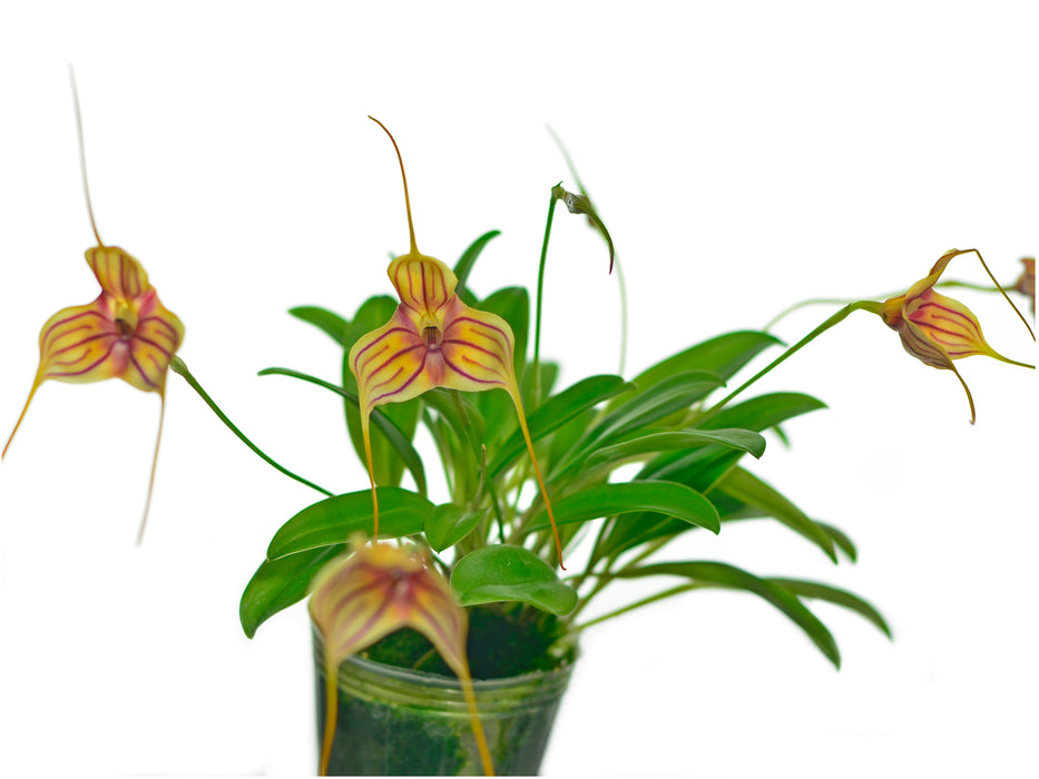 Masdevallia Pichincha 'Capeviem'