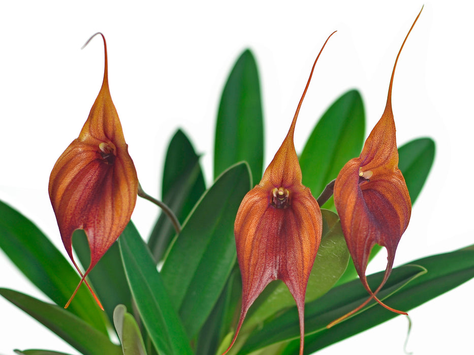 Masdevallia Prince Charming