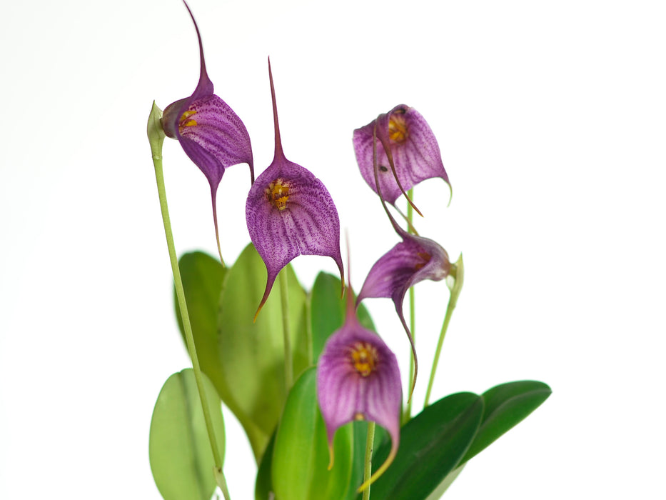 Masdevallia Raymondo Delos Andes