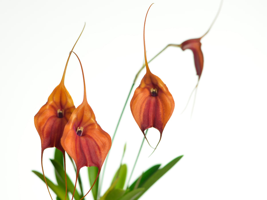 Masdevallia reginae x Masd. Margaret