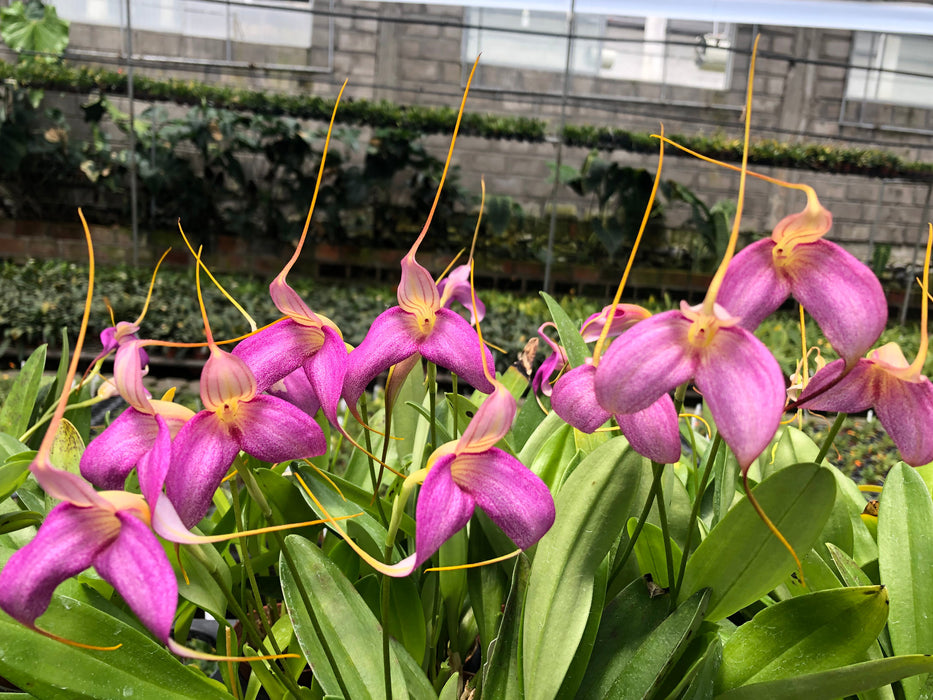 Masdevallia Shuttryana