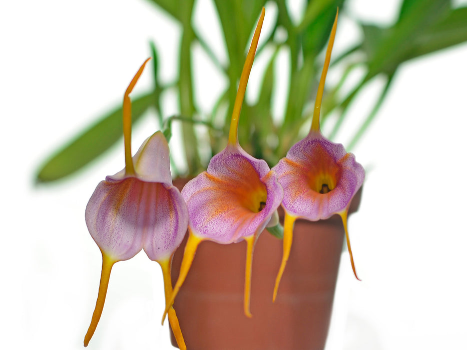 Masdevallia Snow Cone 'Pink'