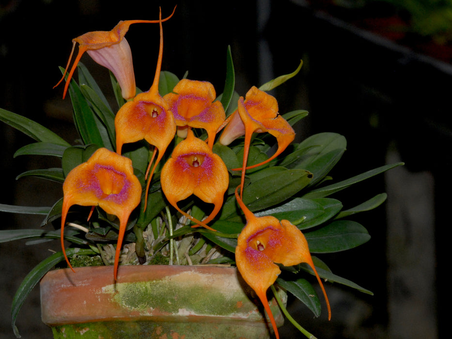 Masdevallia Snow Cone