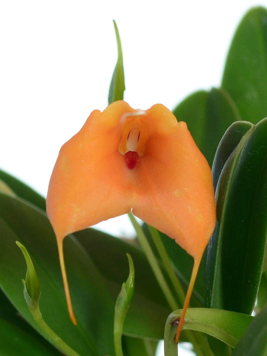 Masdevallia Stephany Vera