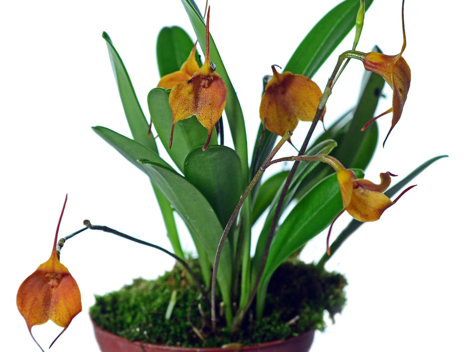 Masdevallia Sugar Baby