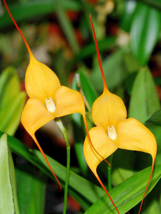 Masdevallia Sunny Angel Lovely Linda