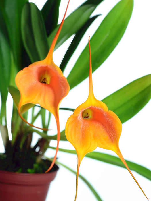 Masdevallia Susy de Bermeo 'Ecuagenera'