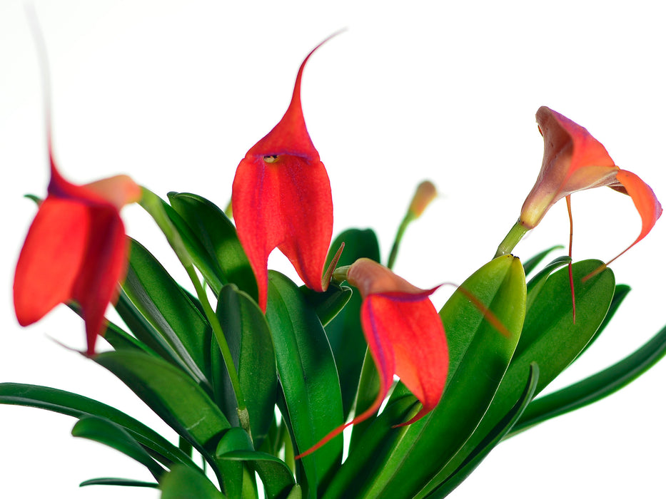 Masdevallia Susy de Bermeo