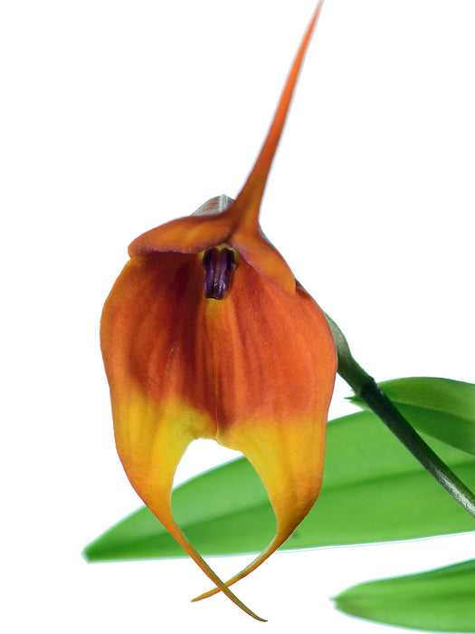 Masdevallia Susy de Bermeo x Drac. Raven 'Ivan'