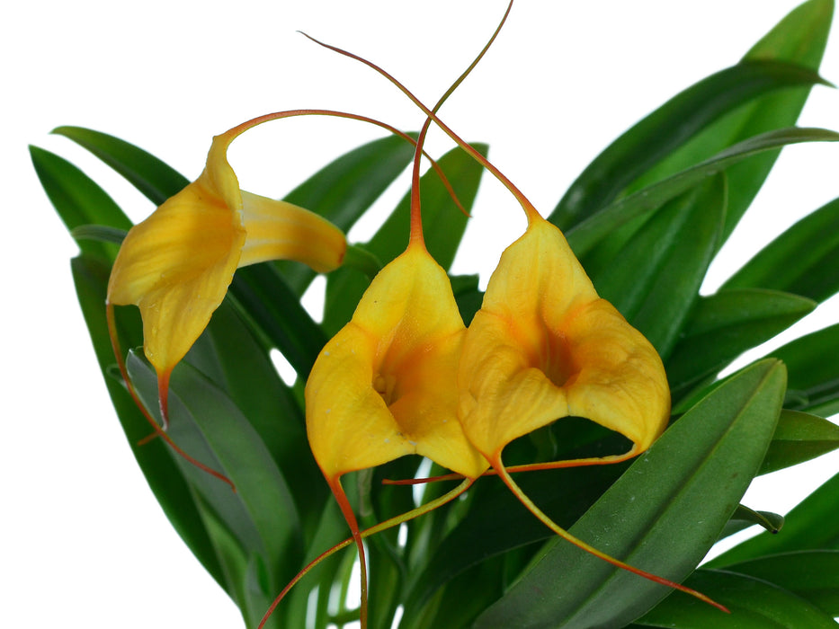 Masdevallia Ximena Neira Orange