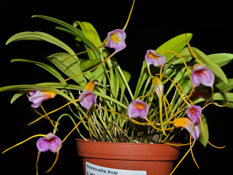 Masdevallia Anai