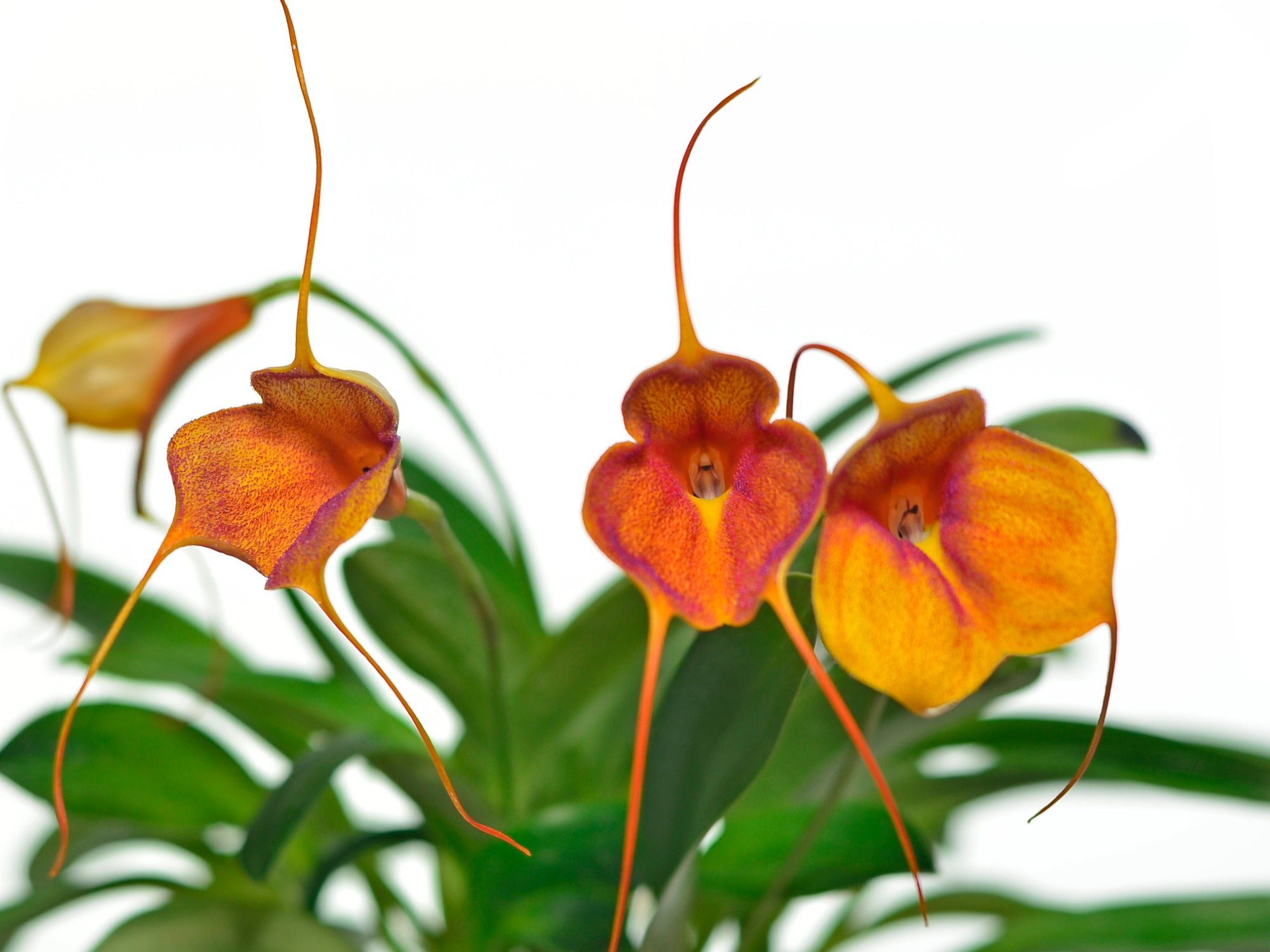 Masdevallia Angel Frost 'j81' 'Ecuagenera'
