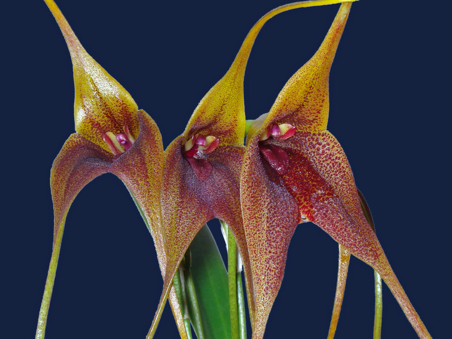 Masdevallia Anochecer