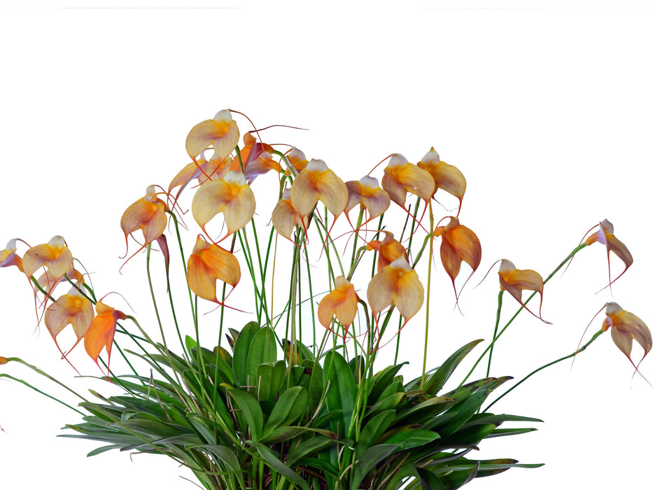 Masdevallia Bella Donna