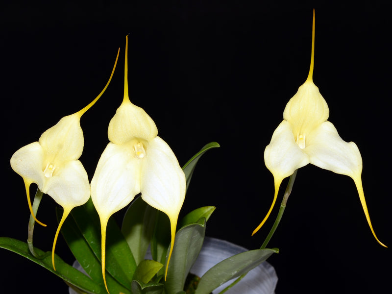Masdevallia Camilita