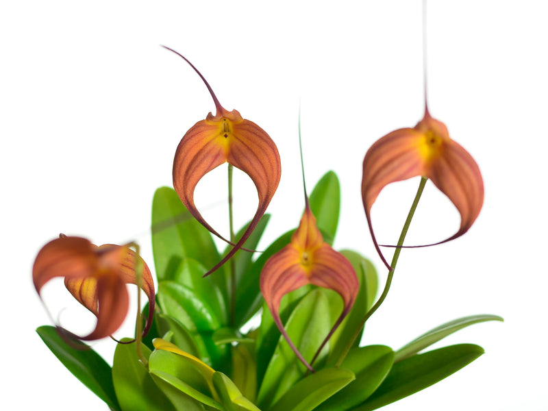 Masdevallia Cassiope
