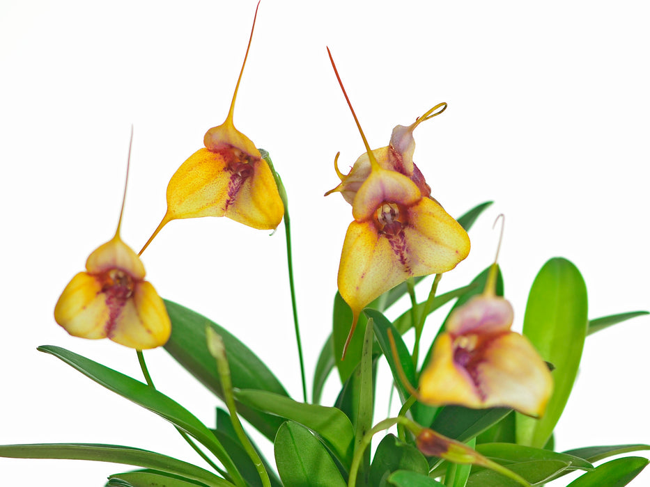 Masdevallia Chaparana