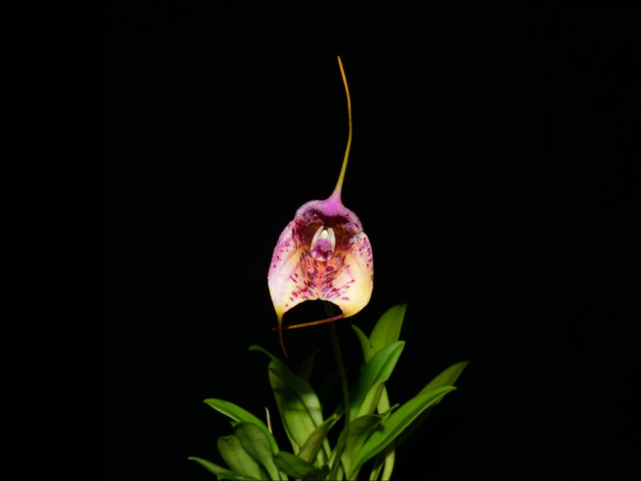 Masdevallia Chaparana Ecuagenera