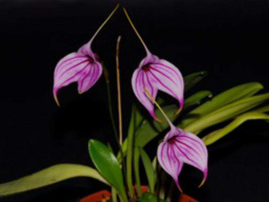 Masdevallia Charisma